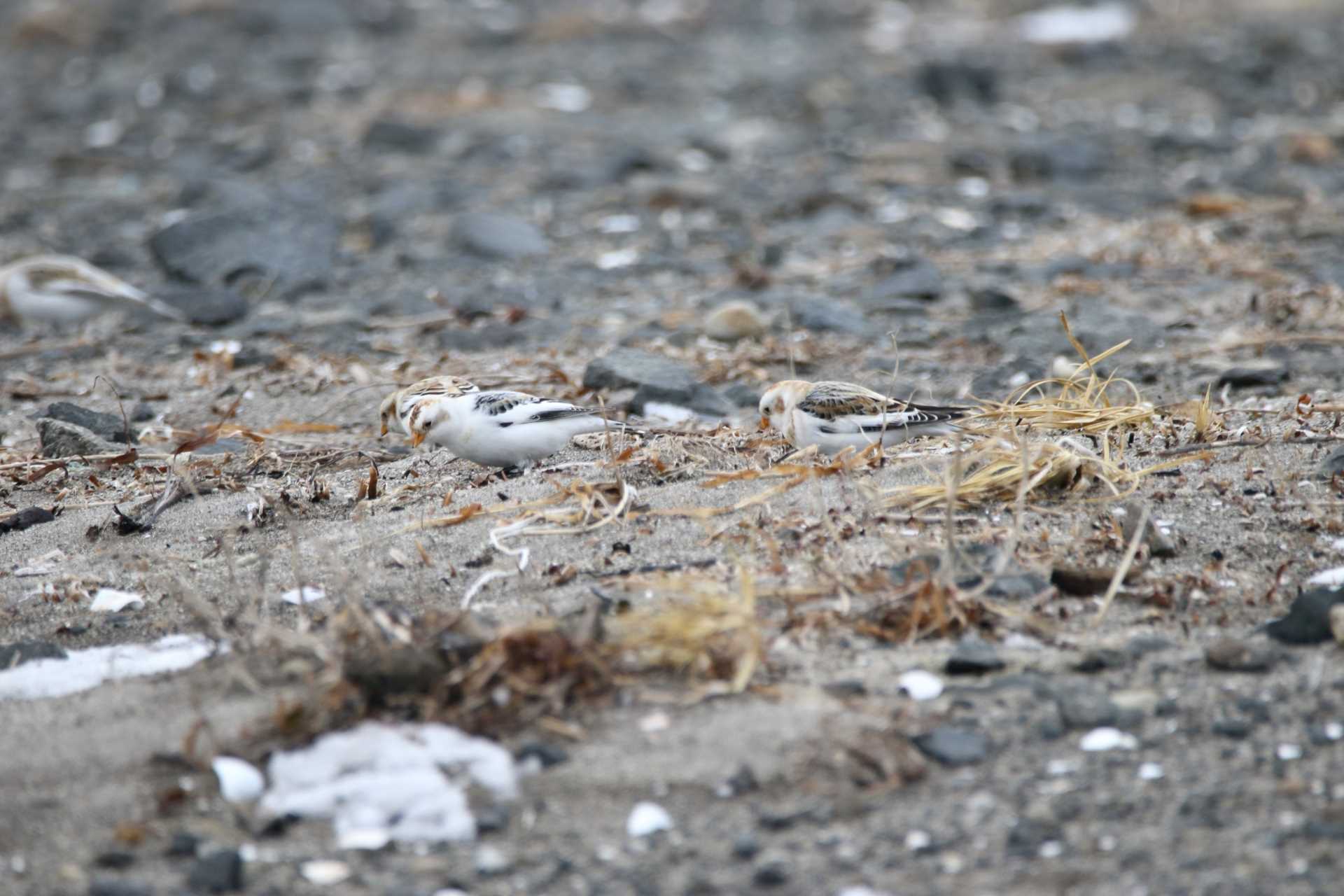 春国岱原生野鳥公園(根室) ユキホオジロの写真 by マイク