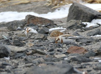 ユキホオジロ 春国岱原生野鳥公園(根室) 2016年12月29日(木)