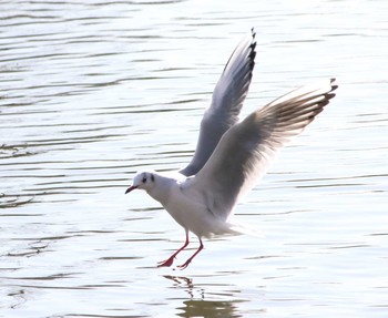 ユリカモメ 川越水上公園 2017年1月18日(水)