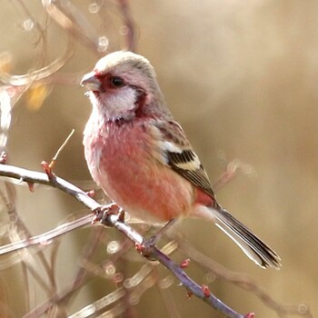 2022年2月6日(日) 秋ヶ瀬公園の野鳥観察記録