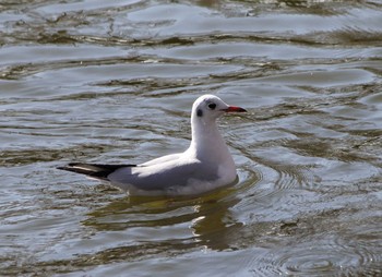 ユリカモメ 川越水上公園 2017年1月18日(水)