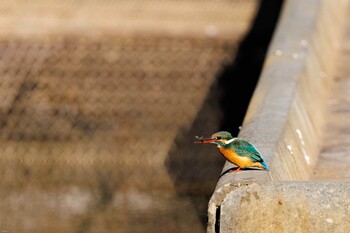 カワセミ 代々木公園 2022年2月6日(日)