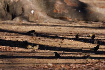 2022年2月6日(日) 代々木公園の野鳥観察記録