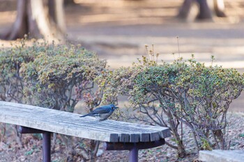 ヒヨドリ 代々木公園 2022年2月6日(日)