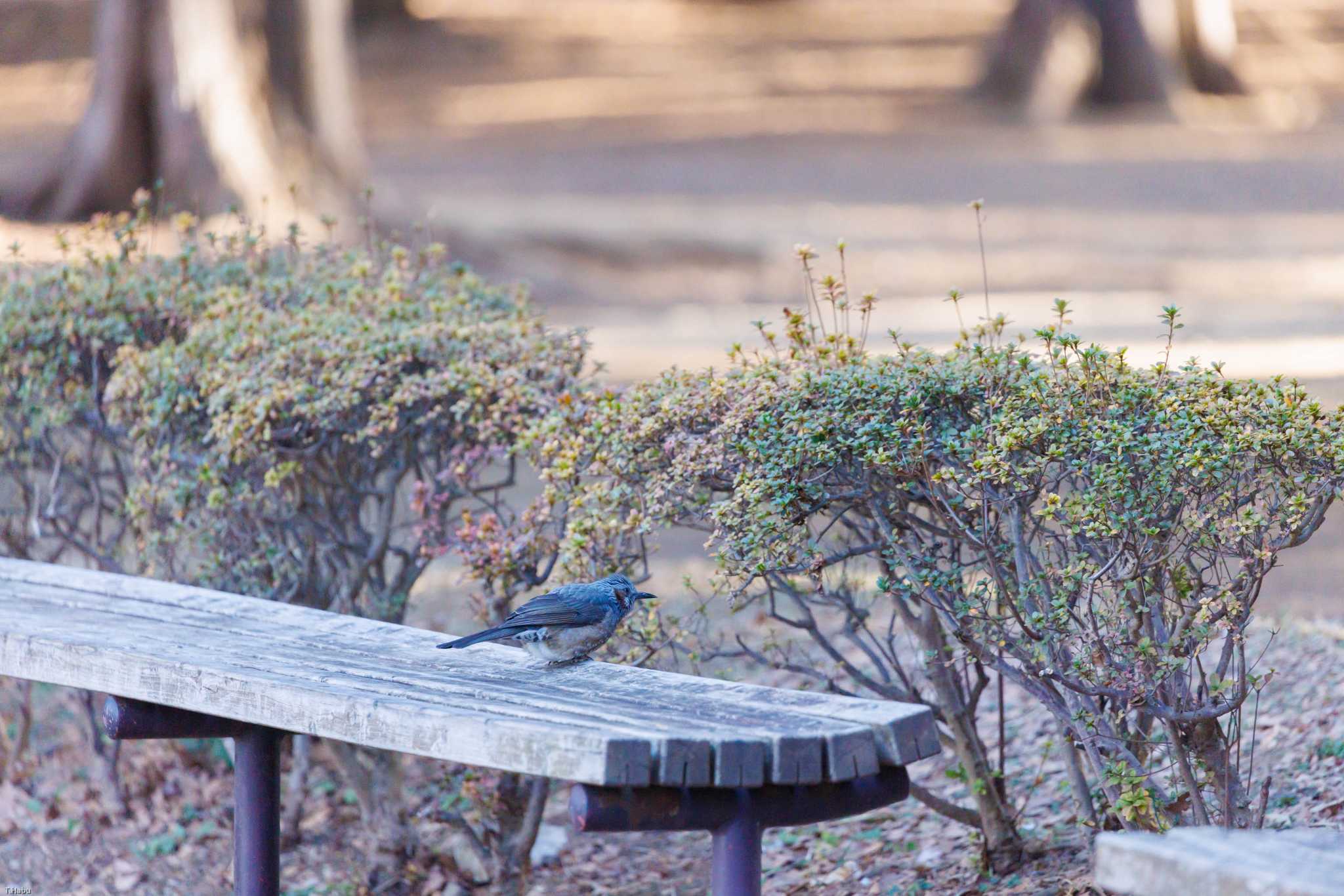 代々木公園 ヒヨドリの写真 by T🍻TaRA