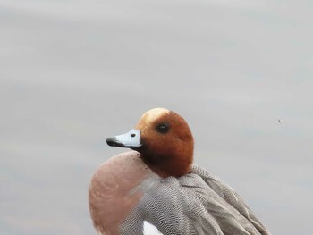 Eurasian Wigeon Musashino-no-mori Park Sun, 2/6/2022