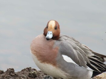 Eurasian Wigeon Musashino-no-mori Park Sun, 2/6/2022