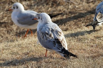 ユリカモメ 川越水上公園 2017年1月18日(水)