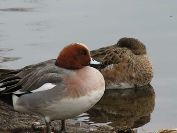 Eurasian Wigeon Musashino-no-mori Park Sun, 2/6/2022