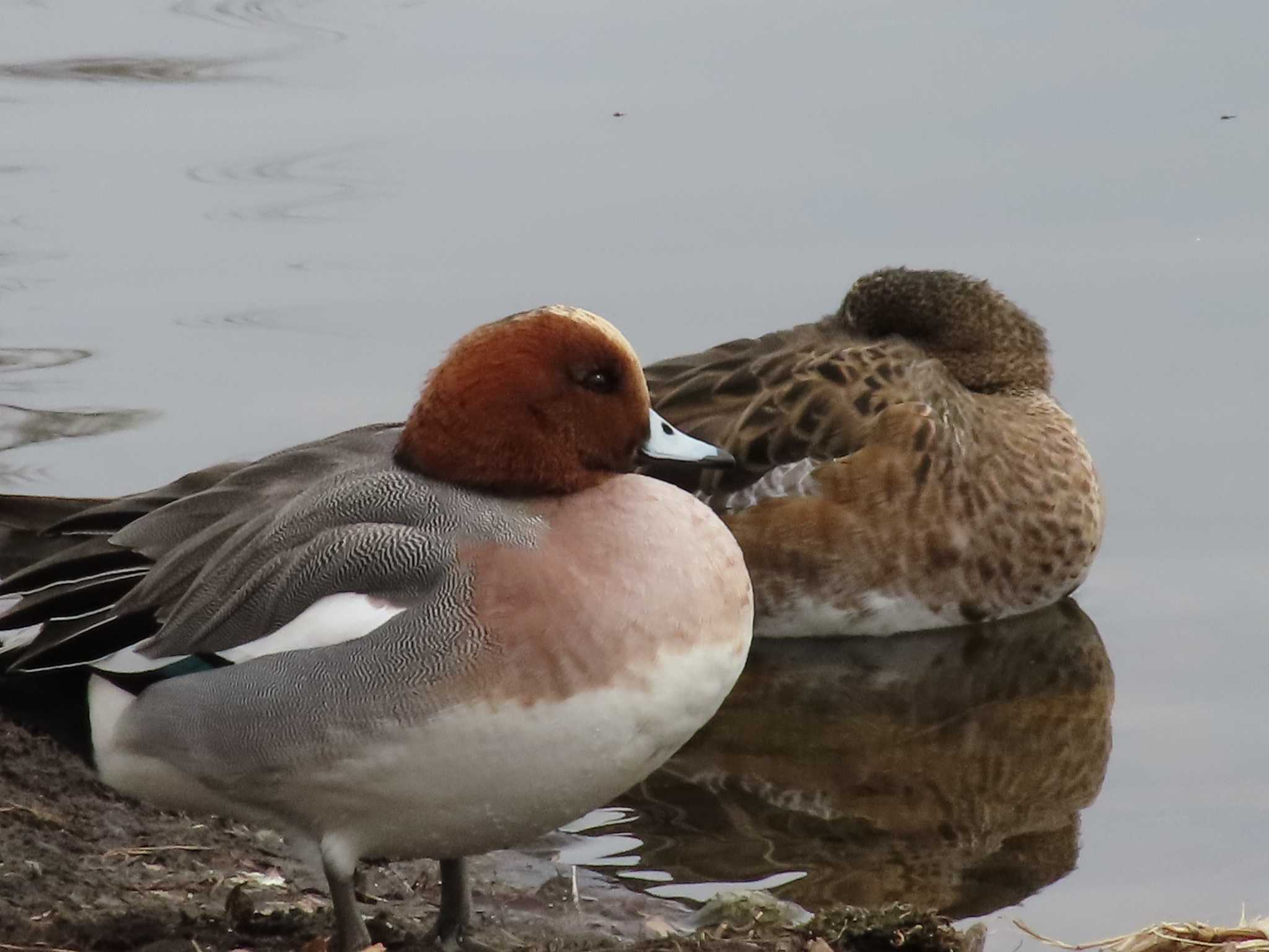 Eurasian Wigeon