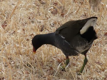 Common Moorhen Musashino-no-mori Park Sun, 2/6/2022