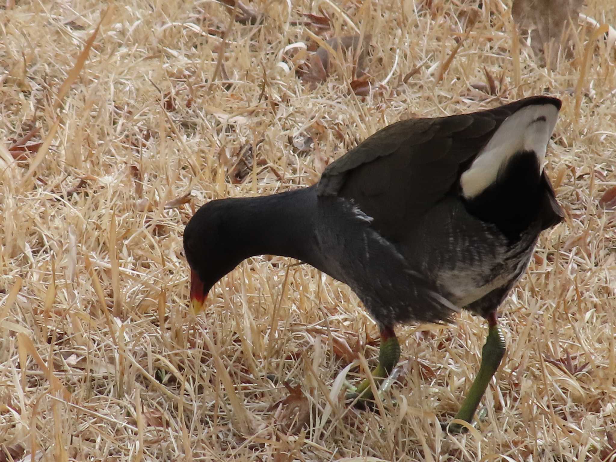 Photo of Common Moorhen at Musashino-no-mori Park by へいもんちゃん