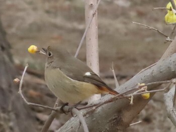 Daurian Redstart 野川公園 Sun, 2/6/2022