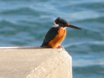 Common Kingfisher 野比海岸 Sun, 2/6/2022