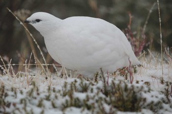 Rock Ptarmigan Murododaira Fri, 11/20/2015