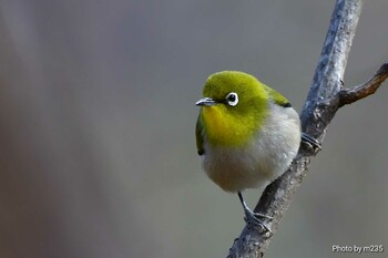 Warbling White-eye 武田の杜 Sun, 2/6/2022