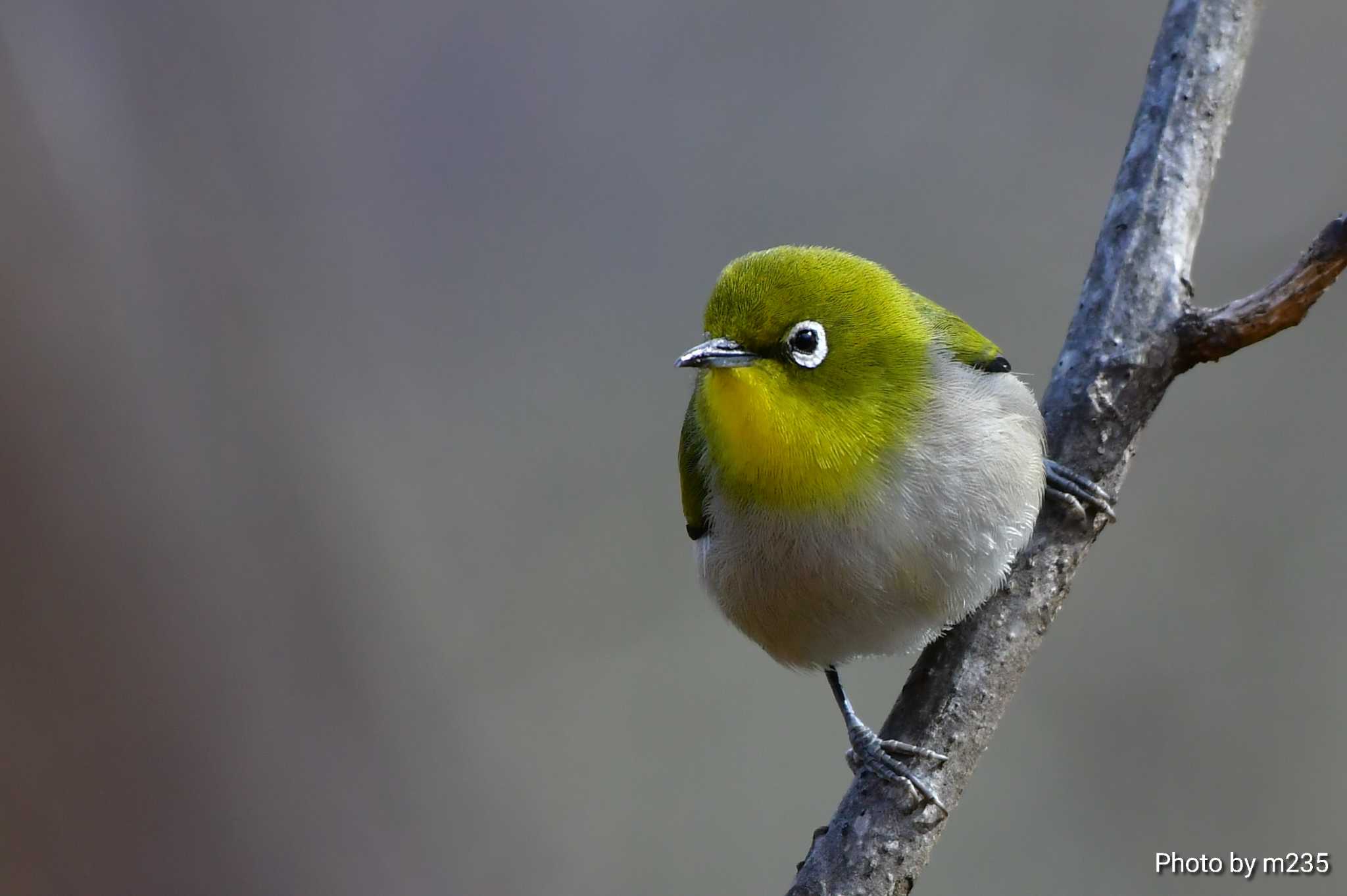 Photo of Warbling White-eye at 武田の杜 by とらねこ