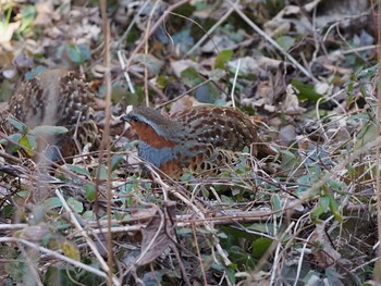 2022年2月6日(日) 横浜自然観察の森の野鳥観察記録