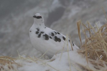 ライチョウ 室堂平 2015年11月20日(金)