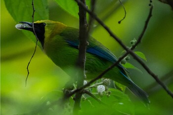 アオバネコノハドリ デイリーファーム自然公園 (Singapore) 2022年2月6日(日)