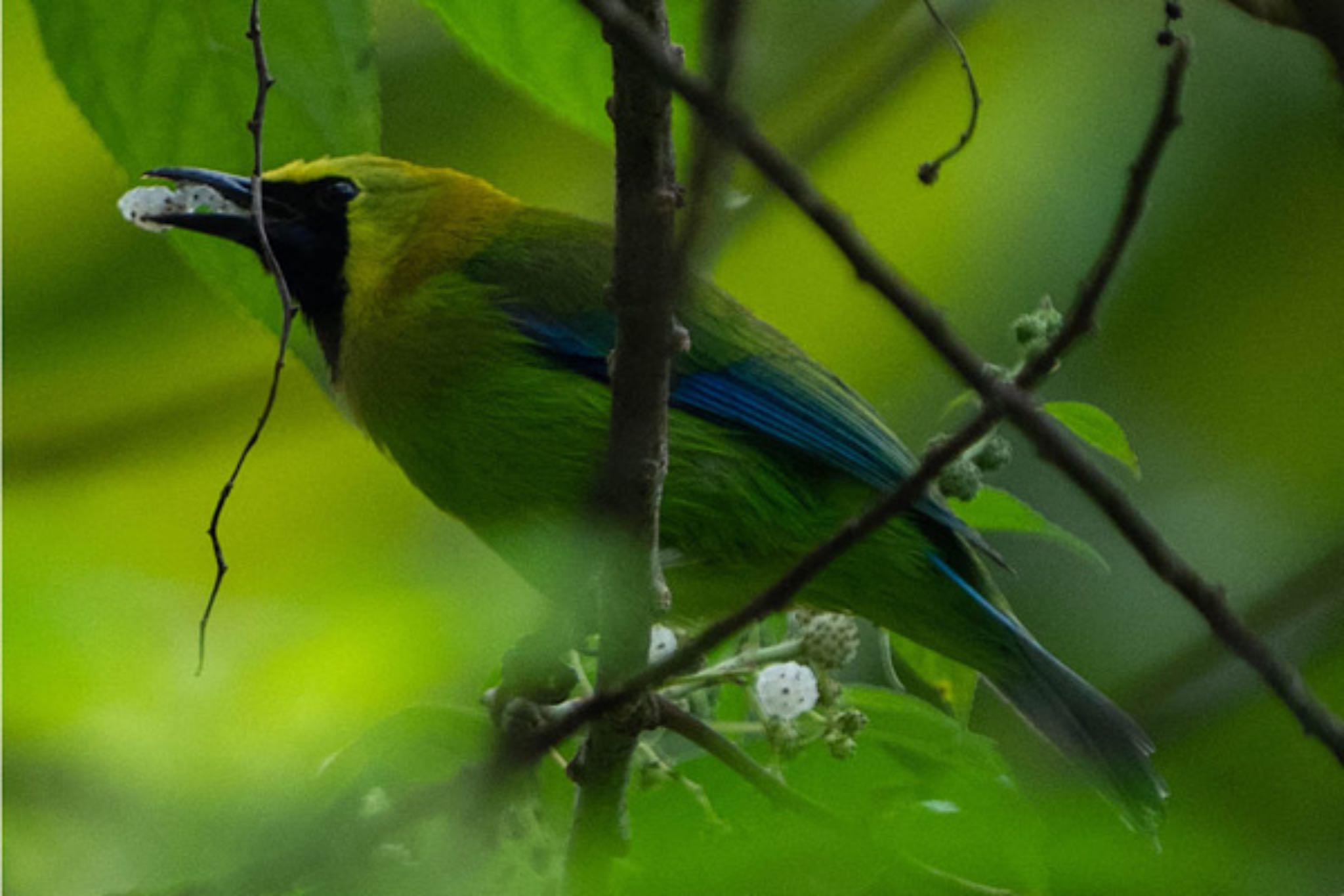 Photo of Blue-winged Leafbird at Dairy Farm Nature Park by T K