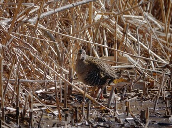 Brown-cheeked Rail Kitamoto Nature Observation Park Sun, 2/6/2022