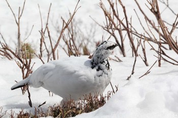 Rock Ptarmigan Murododaira Mon, 5/2/2016