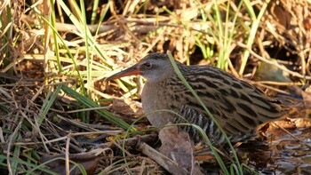 Brown-cheeked Rail 淀川河川公園 Sun, 2/6/2022