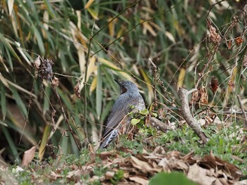 2022年2月6日(日) 四季の森公園(横浜市緑区)の野鳥観察記録