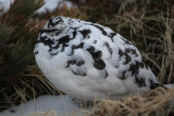 Rock Ptarmigan Murododaira Tue, 5/3/2016