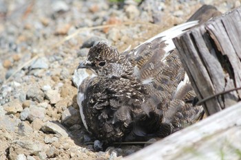 ライチョウ 室堂平 2015年6月11日(木)