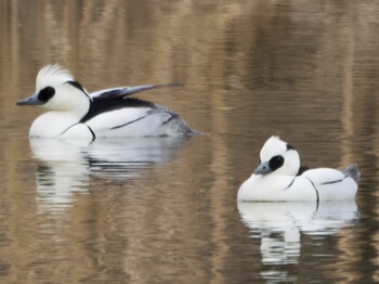 Sun, 2/6/2022 Birding report at Shin-yokohama Park