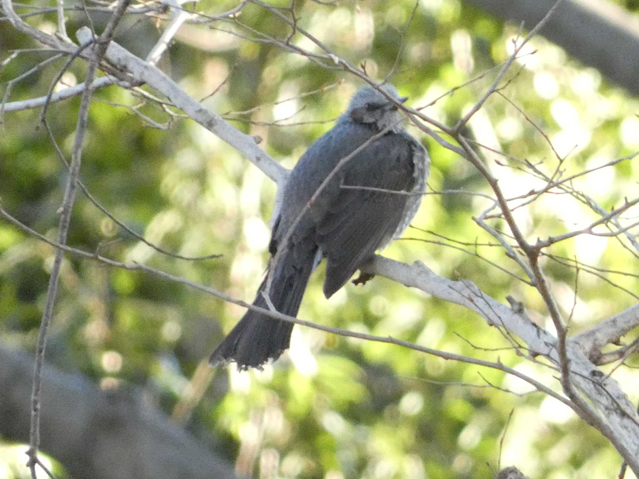 座間谷戸山公園 ヒヨドリの写真 by でみちん