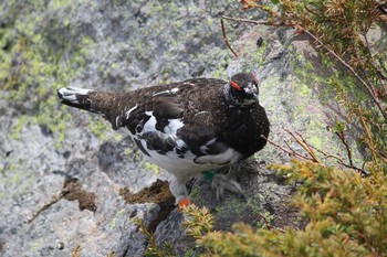 Rock Ptarmigan Murododaira Thu, 6/11/2015