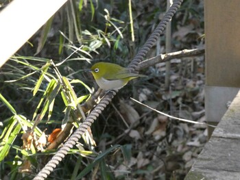 2022年2月6日(日) 座間谷戸山公園の野鳥観察記録