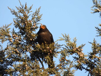 Chinese Blackbird 香河園公園(北京) Sat, 2/5/2022