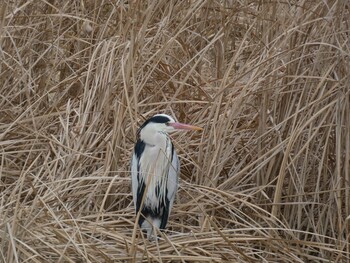 2022年2月6日(日) 新横浜公園の野鳥観察記録