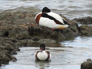 2022年2月6日(日) 岡山県の野鳥観察記録