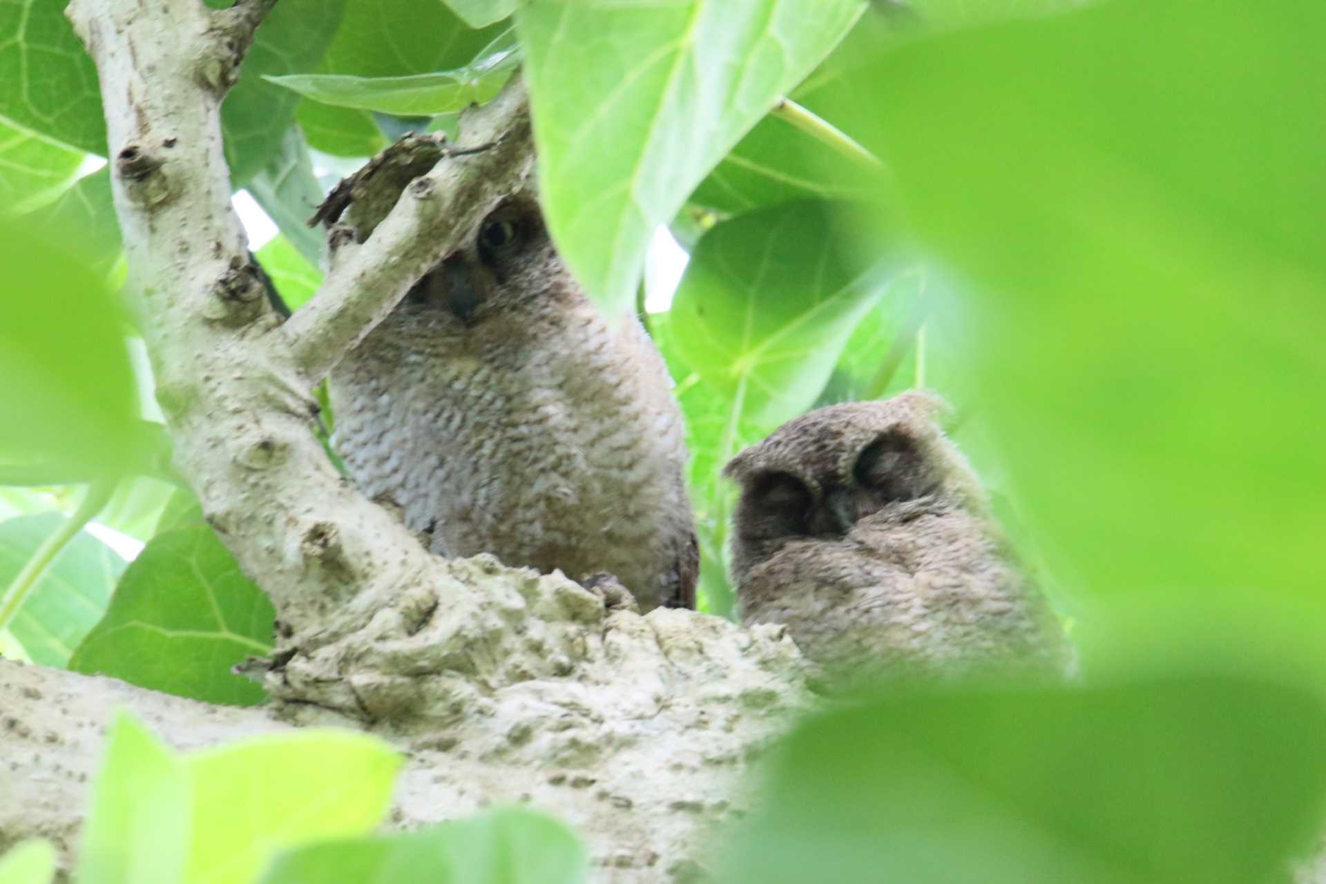 Photo of Ryukyu Scops Owl at Ishigaki Island by マイク