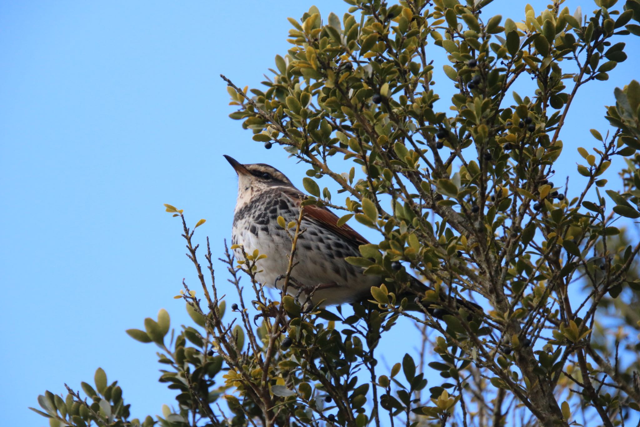 Photo of Dusky Thrush at 霊山 by Mariko N