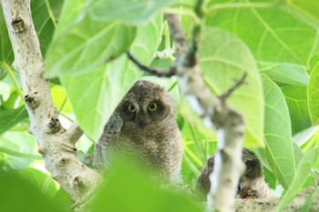 リュウキュウコノハズク 石垣島 2017年7月19日(水)