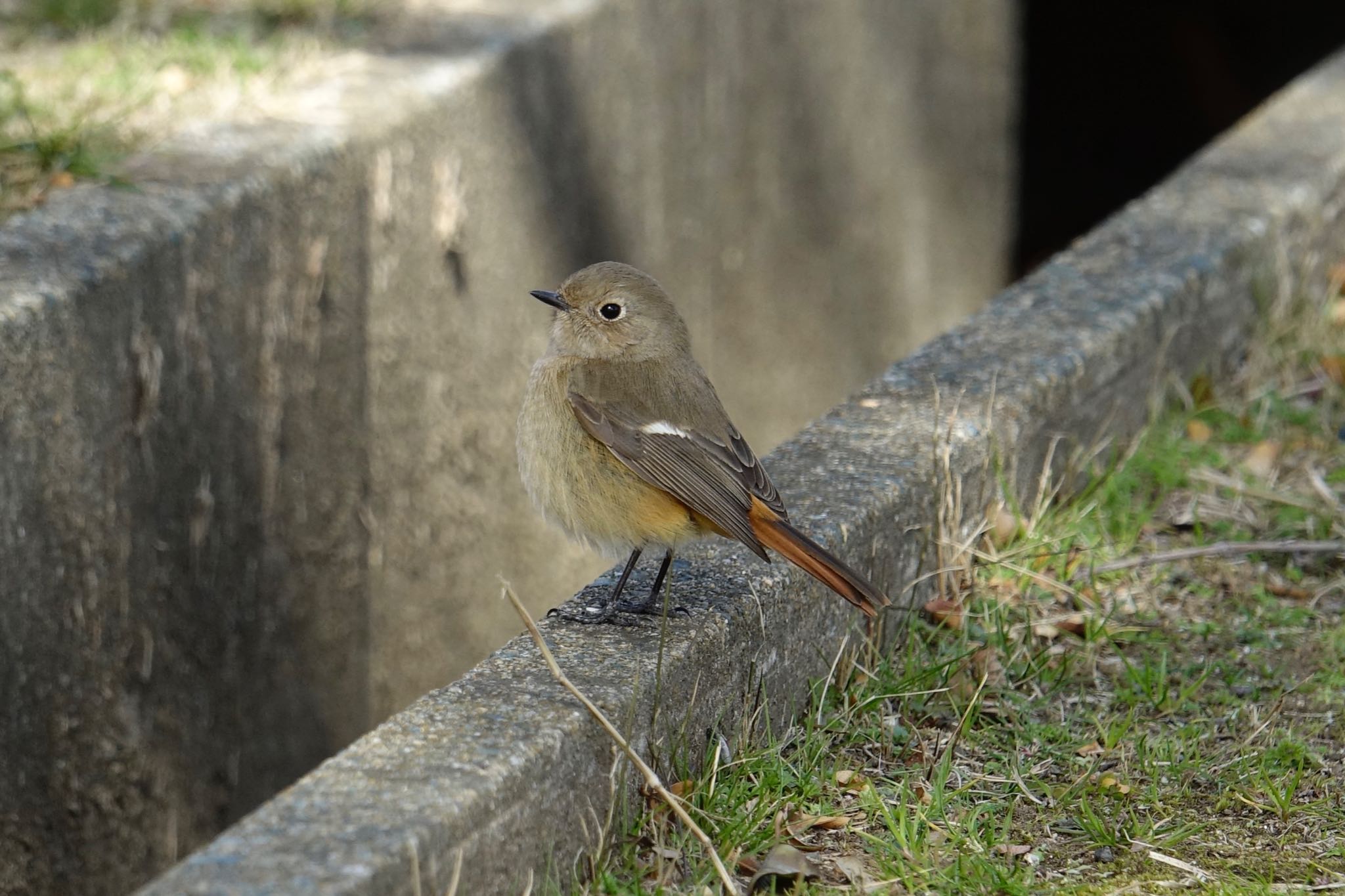 Photo of Daurian Redstart at 駕与丁公園 by O S