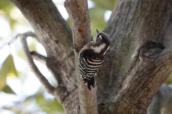 Japanese Pygmy Woodpecker 駕与丁公園 Sun, 2/6/2022