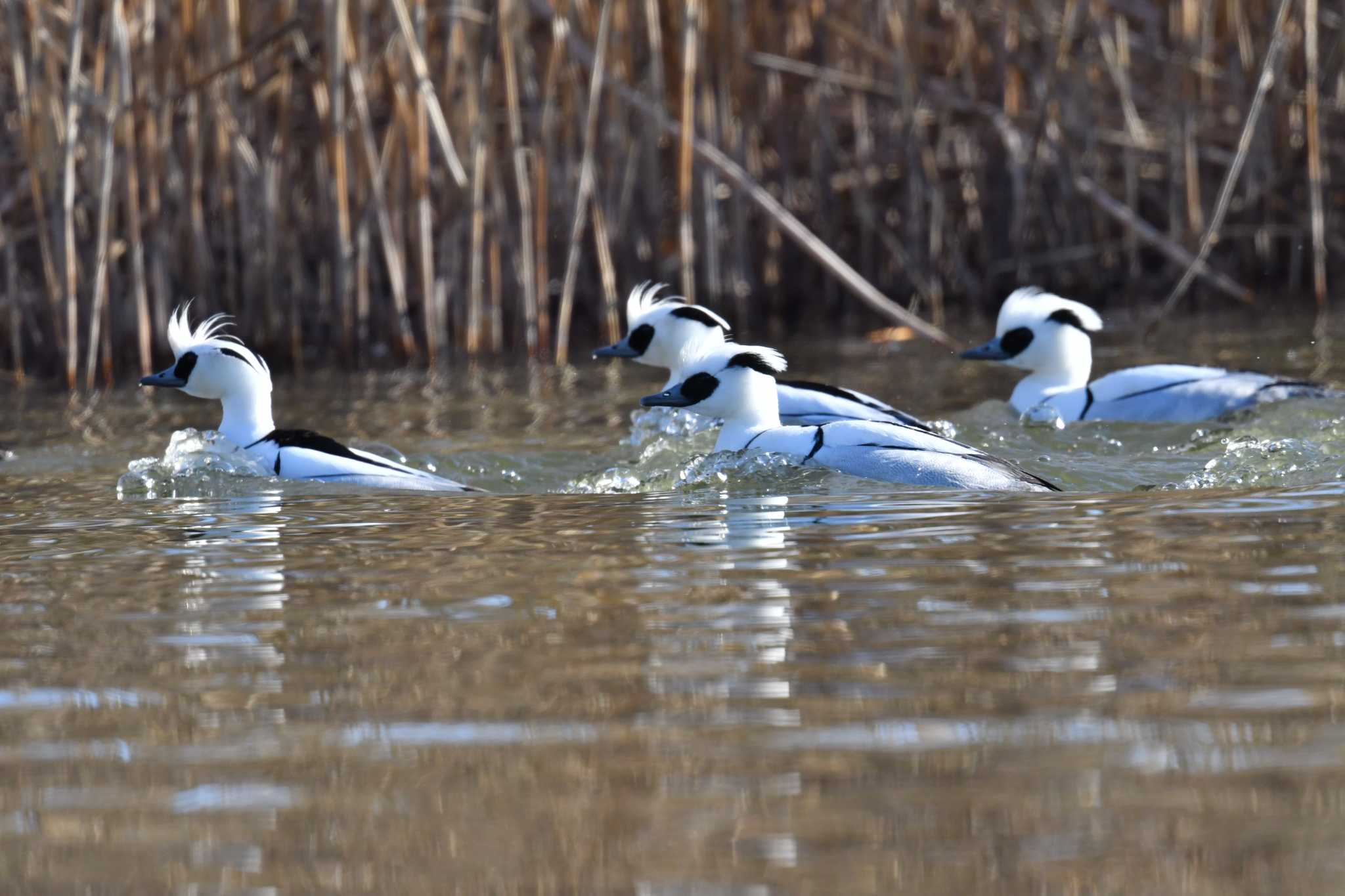 Smew