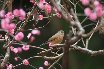 ルリビタキ 東高根森林公園 2022年2月6日(日)