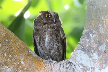 Ryukyu Scops Owl Ishigaki Island Wed, 7/19/2017