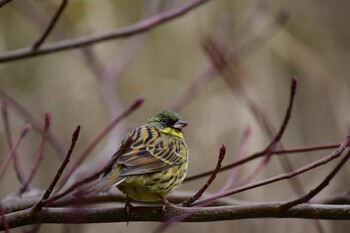 Masked Bunting Kodomo Shizen Park Sun, 2/6/2022