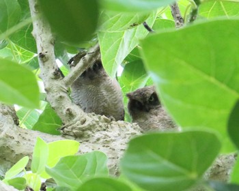 Ryukyu Scops Owl Ishigaki Island Wed, 7/19/2017