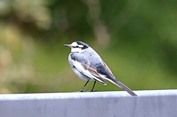 White Wagtail 哲学堂公園 Mon, 2/7/2022