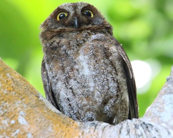 Ryukyu Scops Owl Ishigaki Island Wed, 7/19/2017